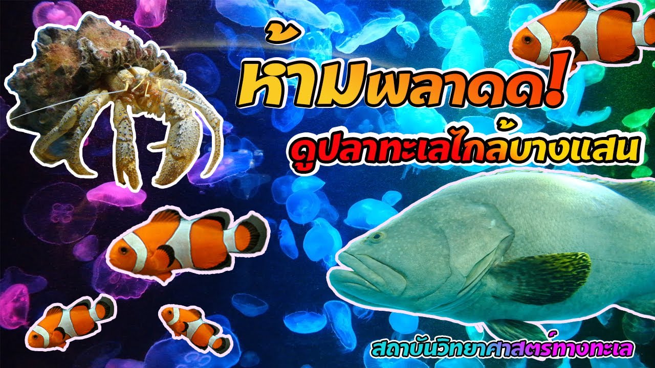 สถาบันวิทยาศาสตร์ทางทะเล มหาวิทยาลัยบูรพา บางแสน