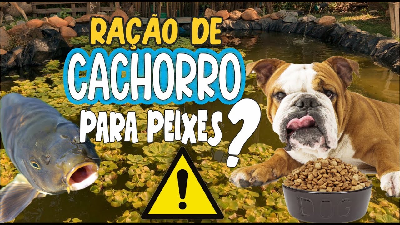 ALIMENTAR PEIXE COM RAÇÃO DE CACHORRO?