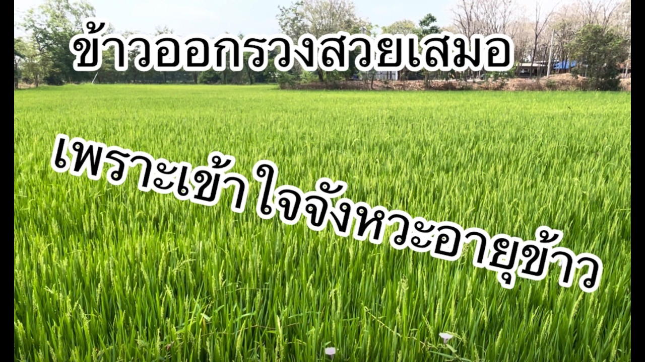 ข้าวหลังฉีดยาระยะกัดหางปลาทู