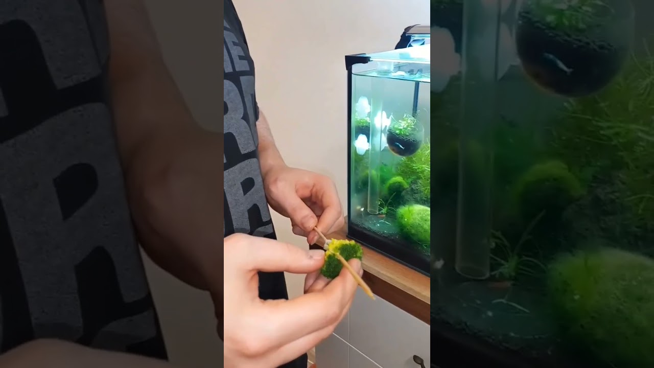 Broccoli  for shrimp 🥦 ll Vegetable food for shrimp 🦐l #deepjangid #plantedaquarium #shrimp #shorts