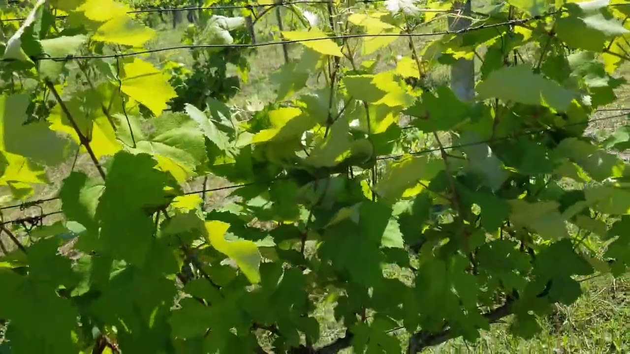 Uva Isabella, la verdad incomoda. 🍇