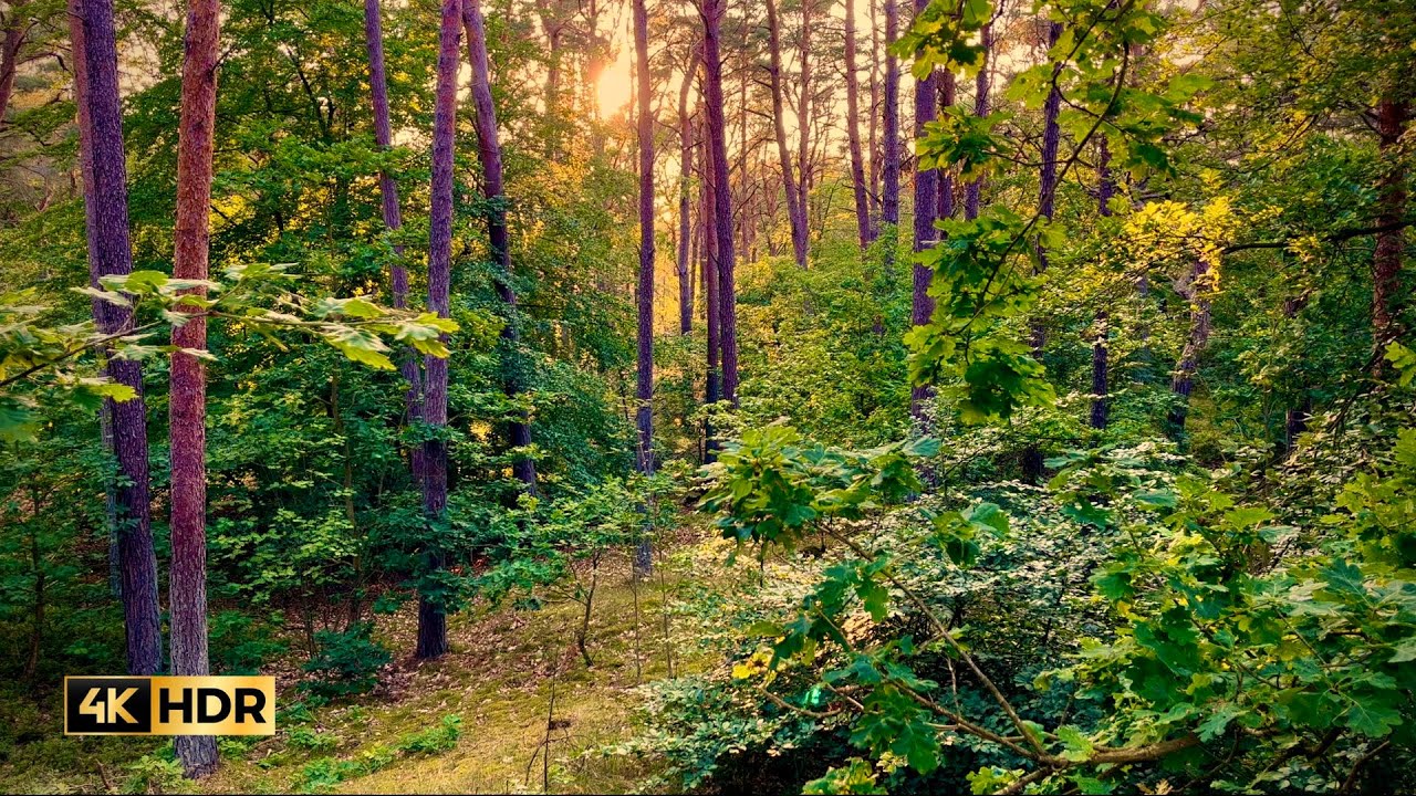 Ostsee: Vogelgezwitscher, Meer, Strand, Wald, Naturgeräusche | Ambient | ASMR