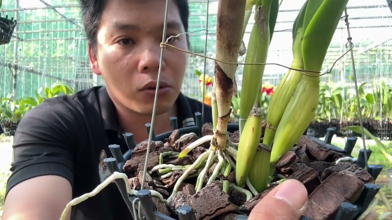 Cattleya sale thanh lý cuối năm . cat sưu tầm vip 17/1 . Zalo 0386232357 #orchid #cattleya #hoalan 