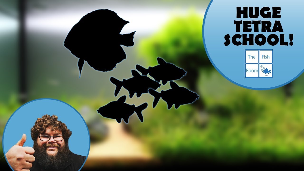 Lemon Tetra's Schooling in Planted Display Aquarium!