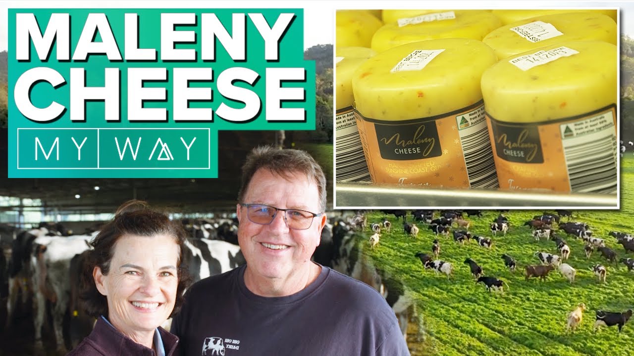 Secret to making award-winning Maleny Cheese | My Way