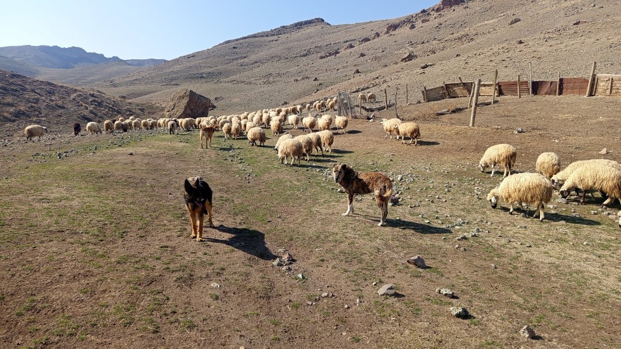 گوسفند ها در حال چرا