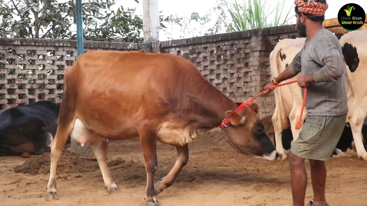 श्री कृष्णा डेरी की बहुत ही सुंदर जर्सी दूध दाँत पहली ब्यांत में दूध देगी 30 लीटर दाम 2 लाख #forsale