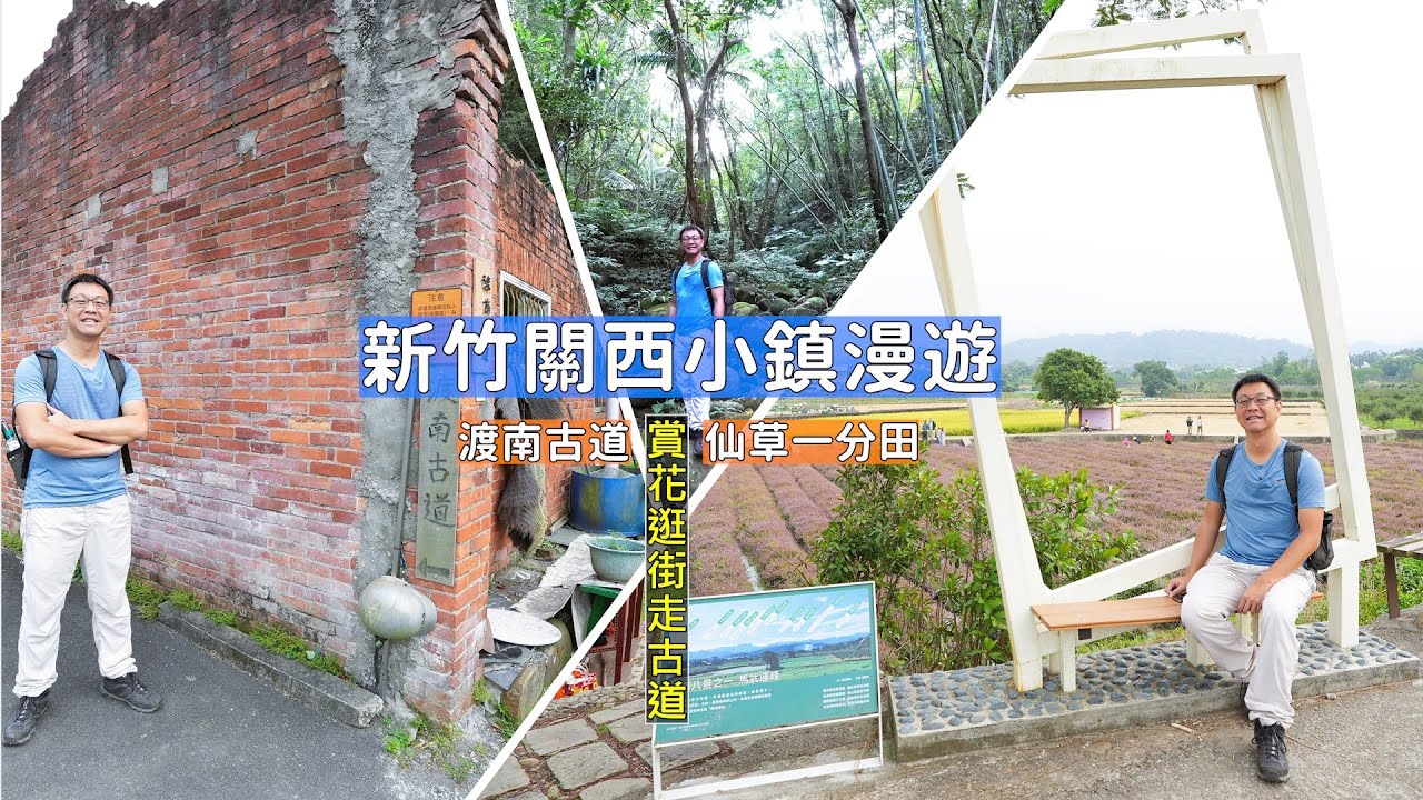 新竹關西小鎮漫遊歷史街道，仙草一分田紫色花海美照連拍順走樟之細路渡南古道充實一日遊