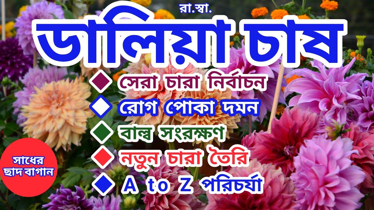 ডালিয়া ফুল গাছের সম্পূর্ণ (A to Z) পরিচর্যা; Complete Care of Dahlia flower plant in roof top garden