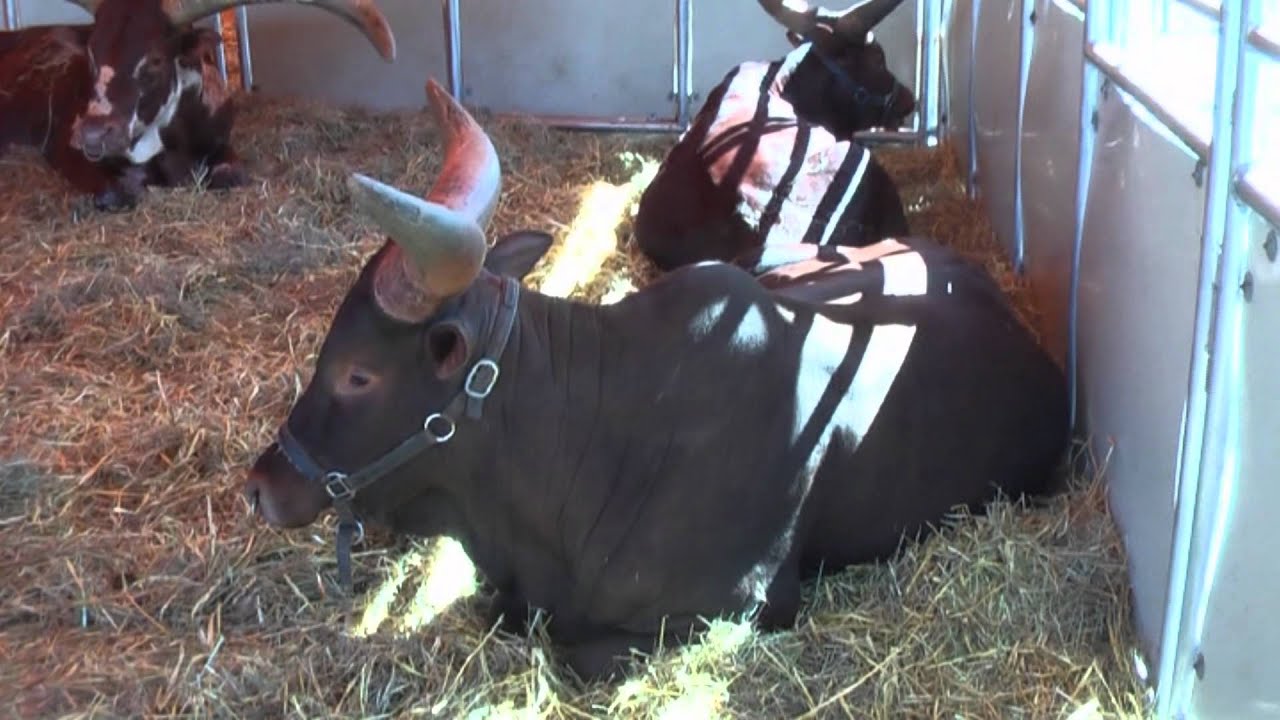 Circus Probst in Schweinfurt September 2011 SW-N.TV