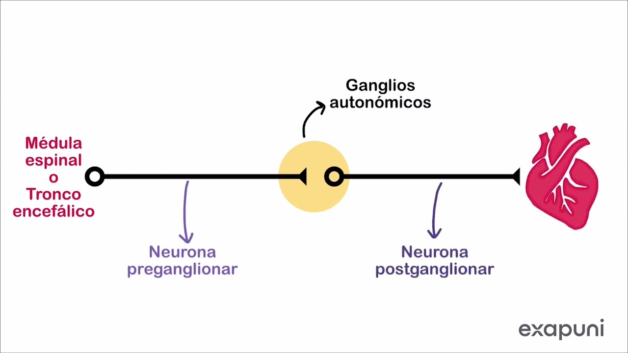 Simpático vs Parasimpático: Diferencias Anatómicas y Funcionales Claves