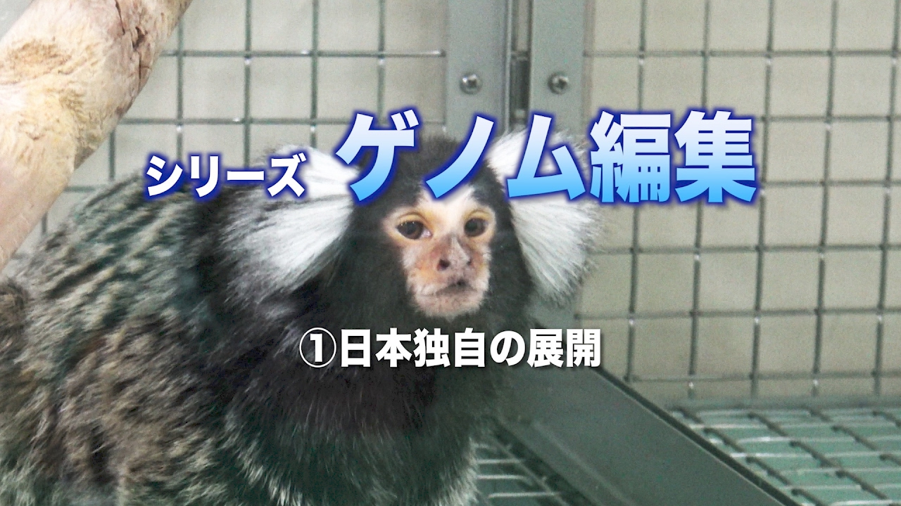 [ScienceNews2017]シリーズ・ゲノム編集　(1)日本独自の展開（2017年2月15日配信）