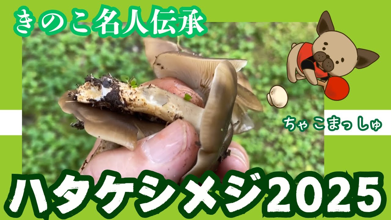 ハタケシメジと天然シメジの話〜きのこ名人伝承2025
