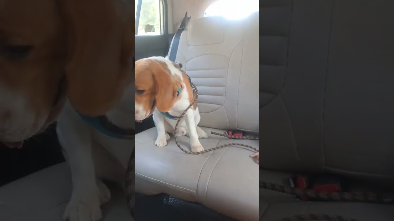Someone is not that happy with the car ride 🐕 