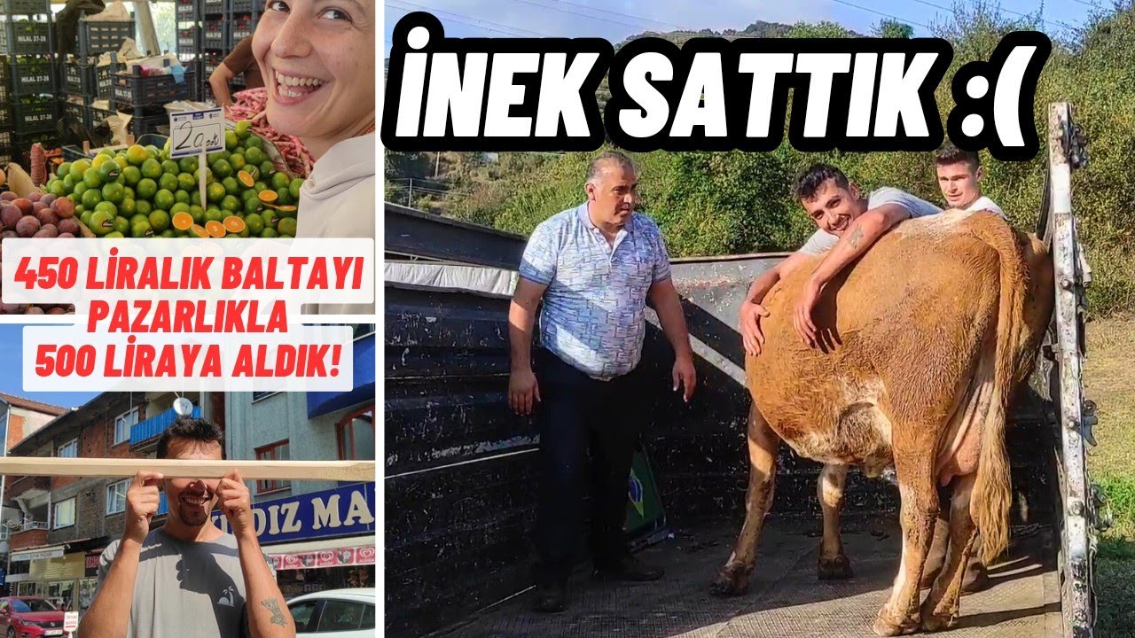Bir İneğimiz Daha Gitti | Başarısız Bir Pazarlık