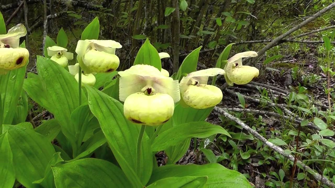 Cypripedium flavum, the yellow Cypripedium of western China