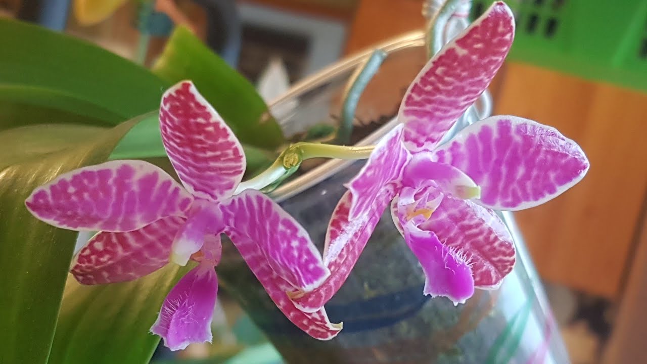 光彩夺目的路德蝴蝶兰 Phalaenopsis lueddemanniana