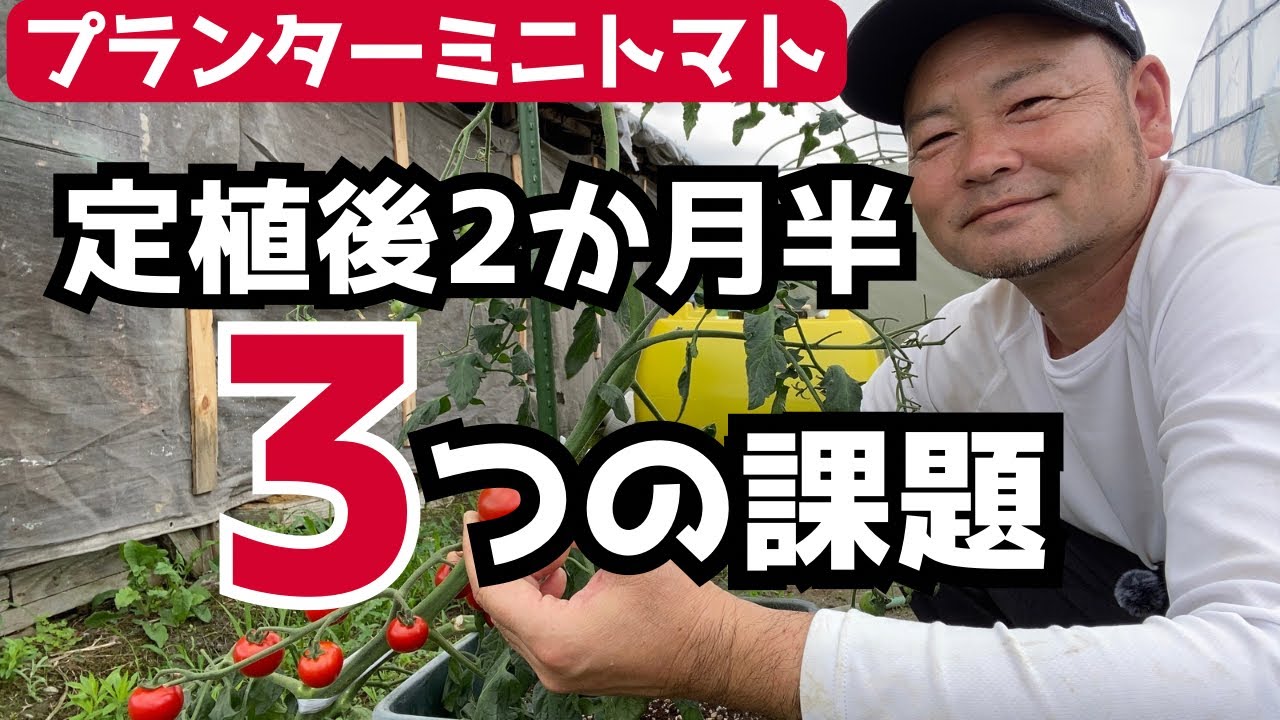 【プランターミニトマト】定植後2か月半「直面する3つの課題」
