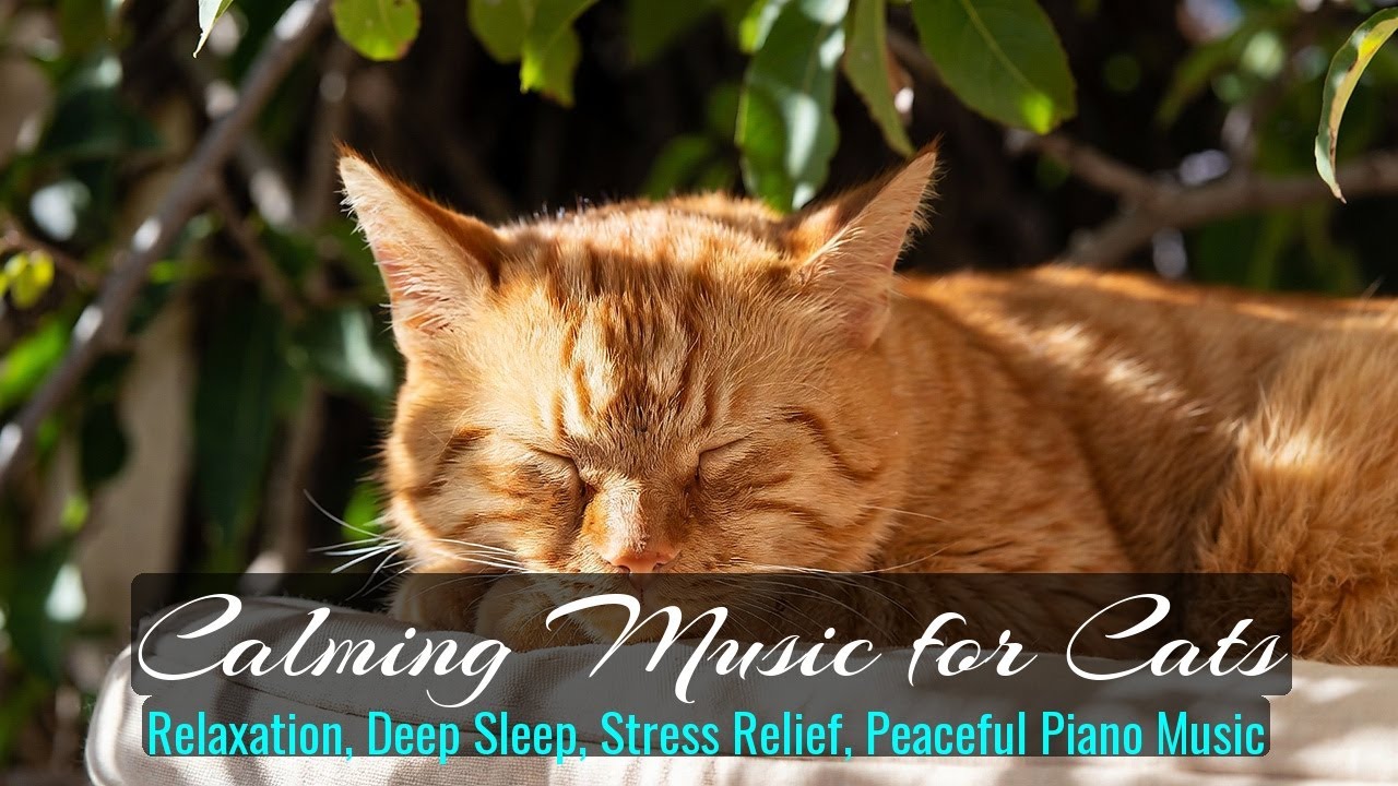 Calming Music for Cats - Relaxation, Deep Sleep, Stress Relief, Peaceful Piano Music | Season 46