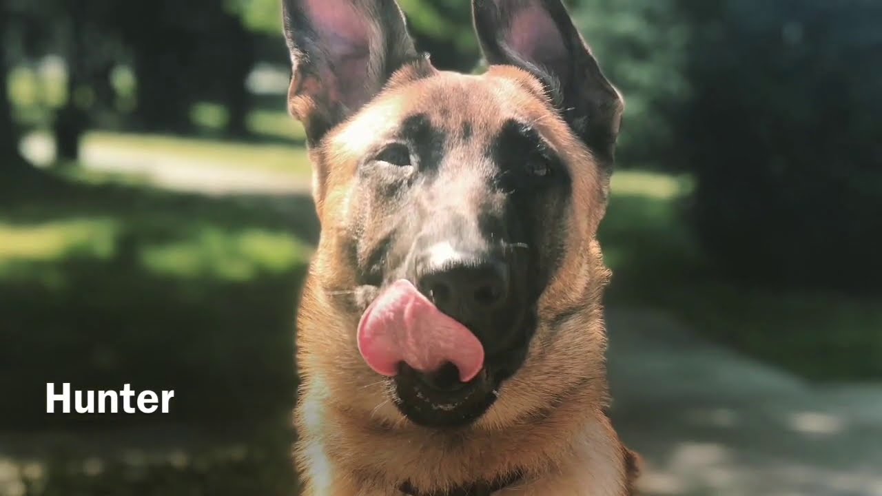 Hunter | 5 Month Old German Shepherd/Malinois Mix | 2 Week Board & Train Macon