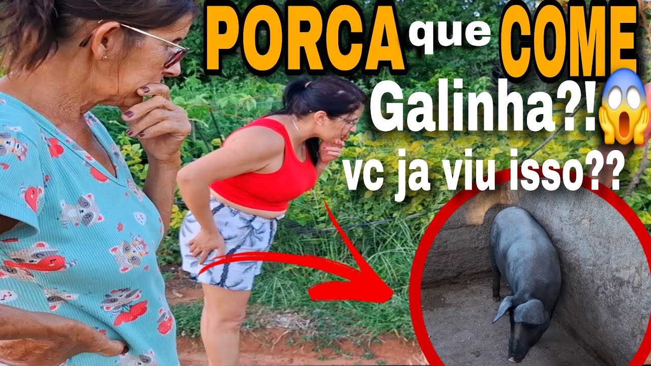 Porca que come galinha/roça de vó luzia cheia de cobras 
