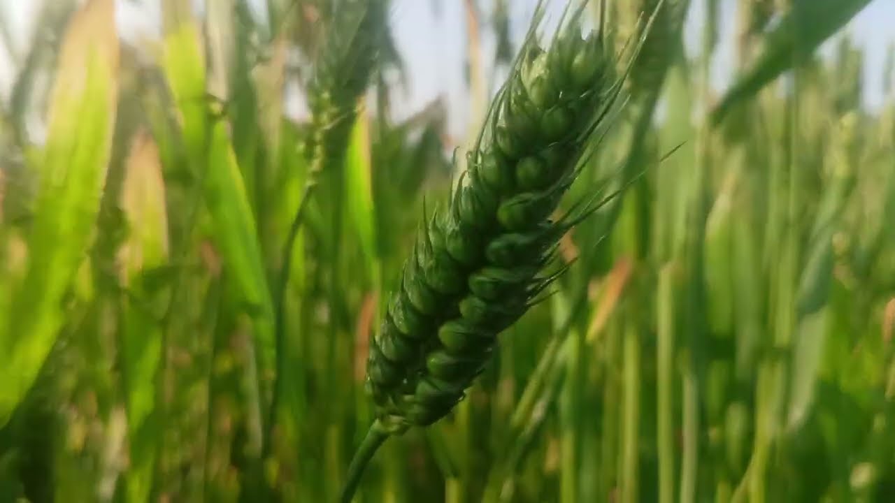 सोना मोती गेहूं की खेती!Sona Moti Wheat Farming Seed Available @9718936678 #sonamoti #wheat #farming
