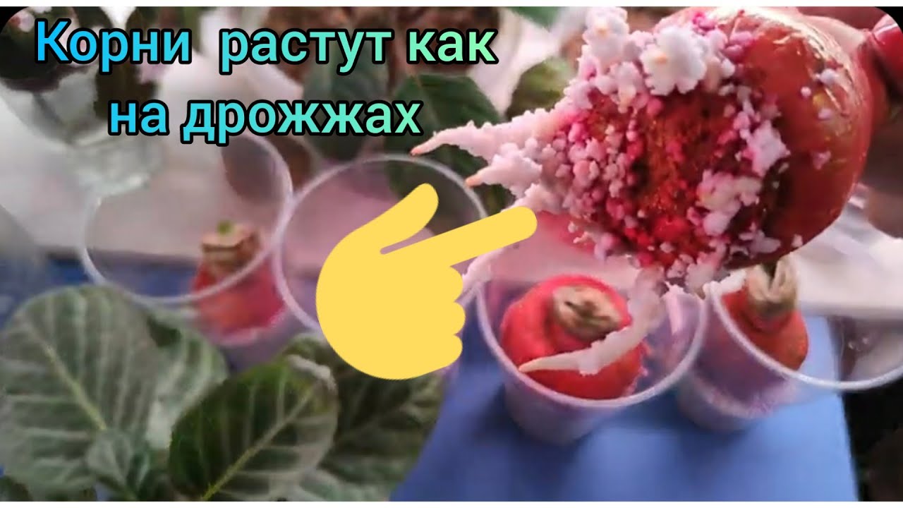 29.03.21.ГИППЕАСТРУМЫ наращивание корней в перлите работает.часть 1