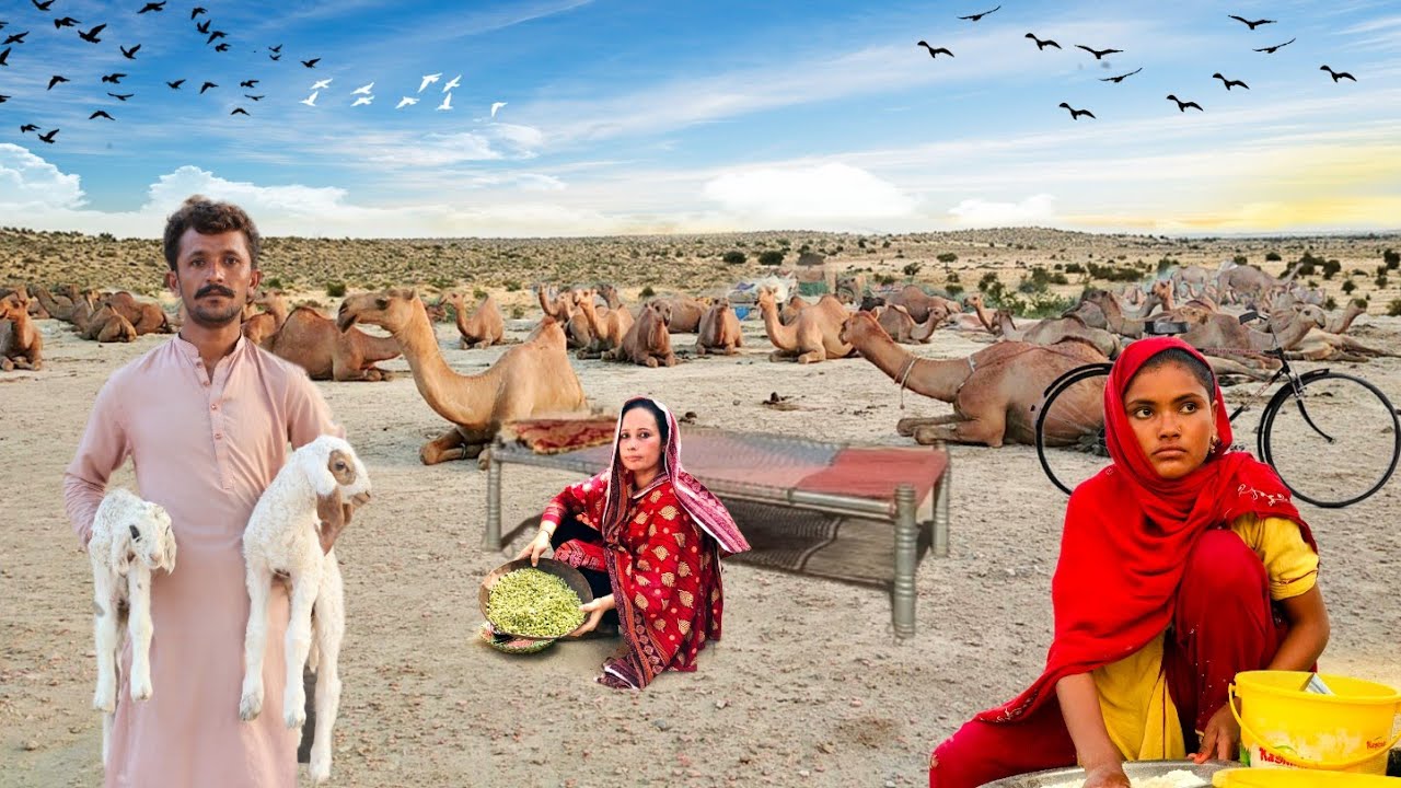 People living in desert and their morning routine Camel herders desert life style #village  #life