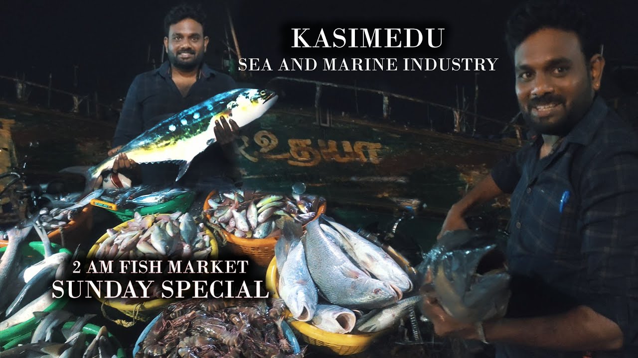 KASIMEDU 3AM SUNDAY FISH MARKET/INDIA'S BIGGEST FISH MARKET/LIVE FISH AUCTION IN KASIMEDU/#KASIMEDU