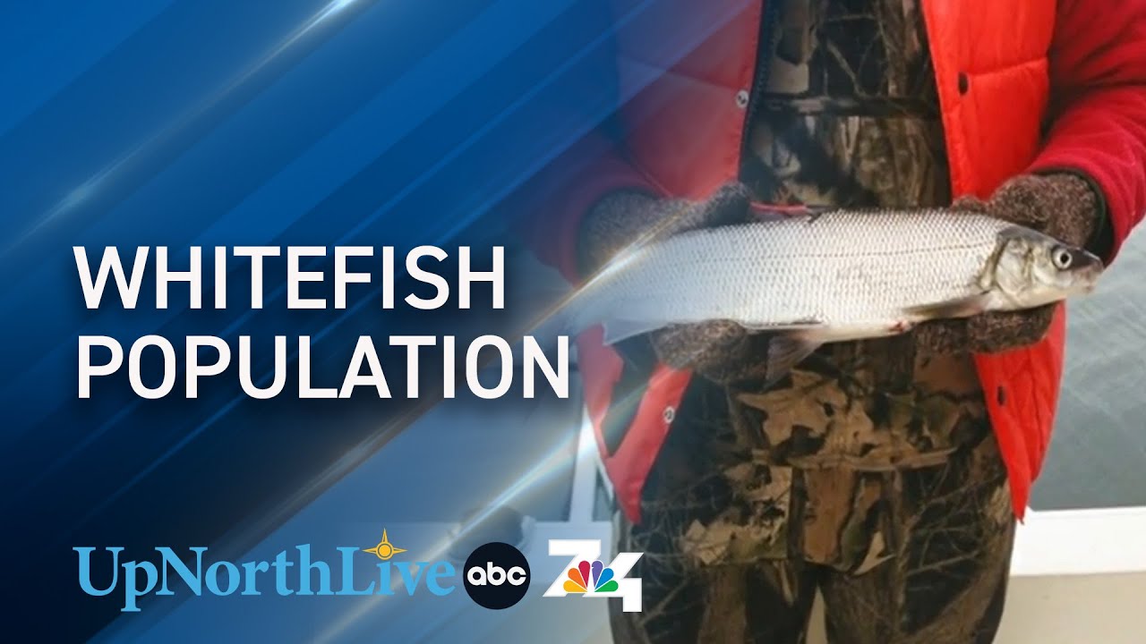 What's behind the decline in northern Michigan's whitefish population?