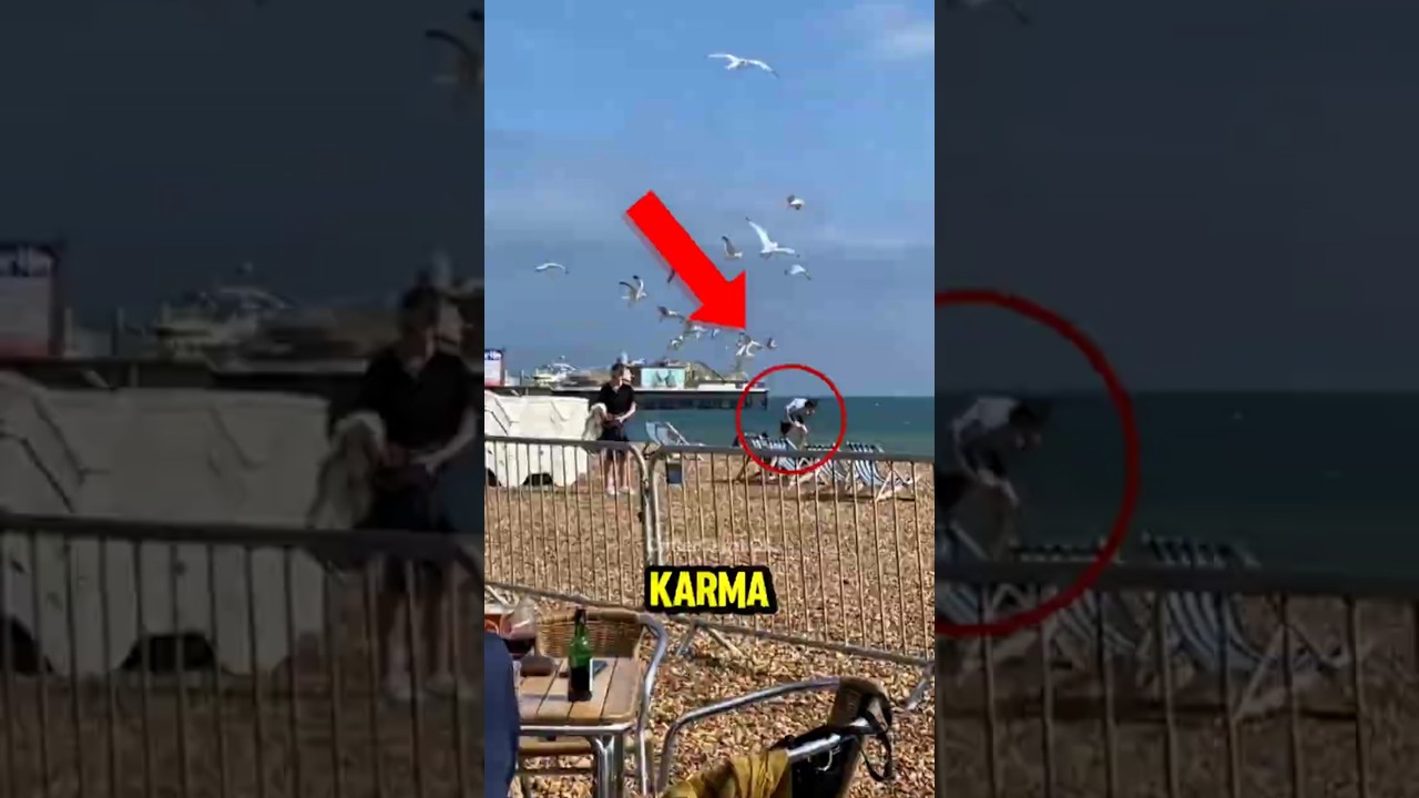 Top 5 Karma Moments From Animals That Will Make You Laugh So Hard