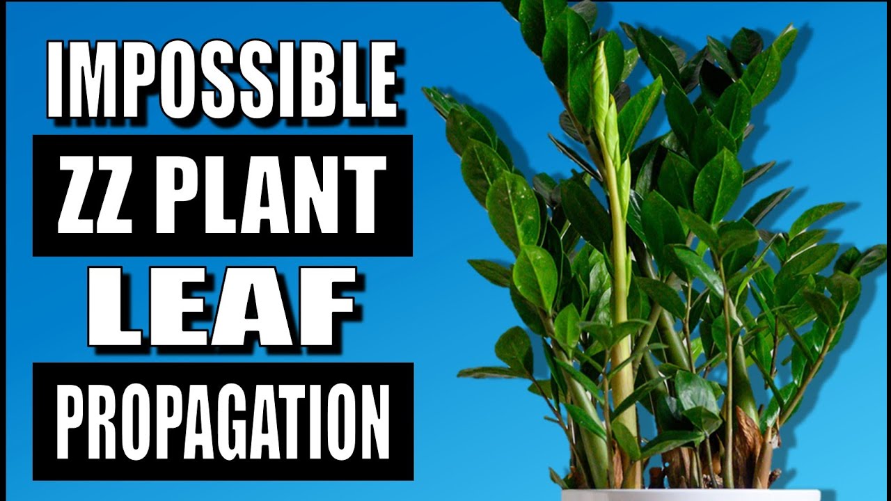 ZZ Plant Propagation From Just a Few Leaves