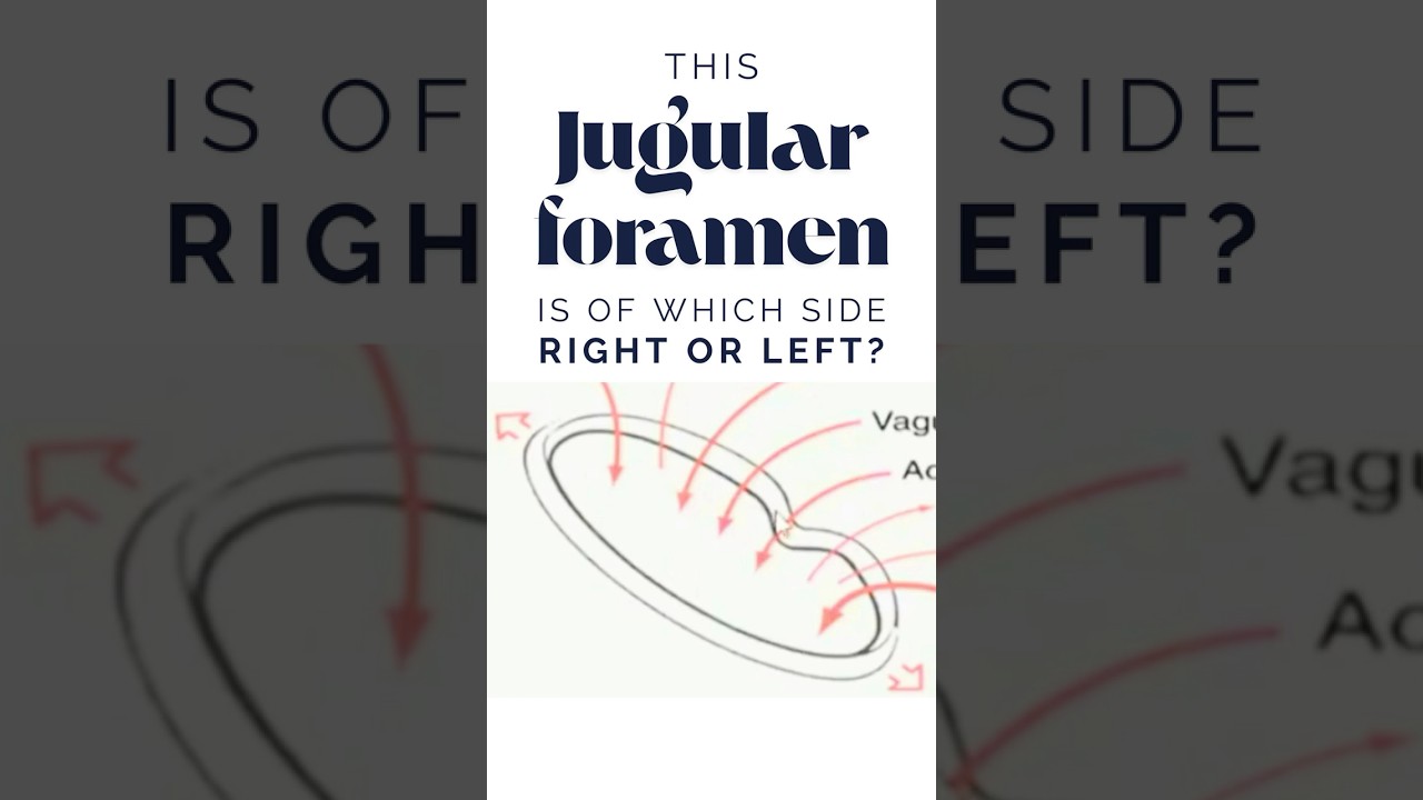 How to identify the side (orientation) of jugular foramen? Jugular foramen anatomy, Inside of Skull