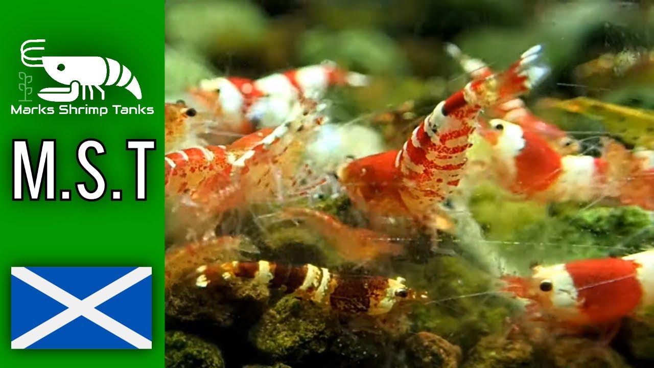 How To Cull Tangerine Tigers From Crystal Red Tank Fast