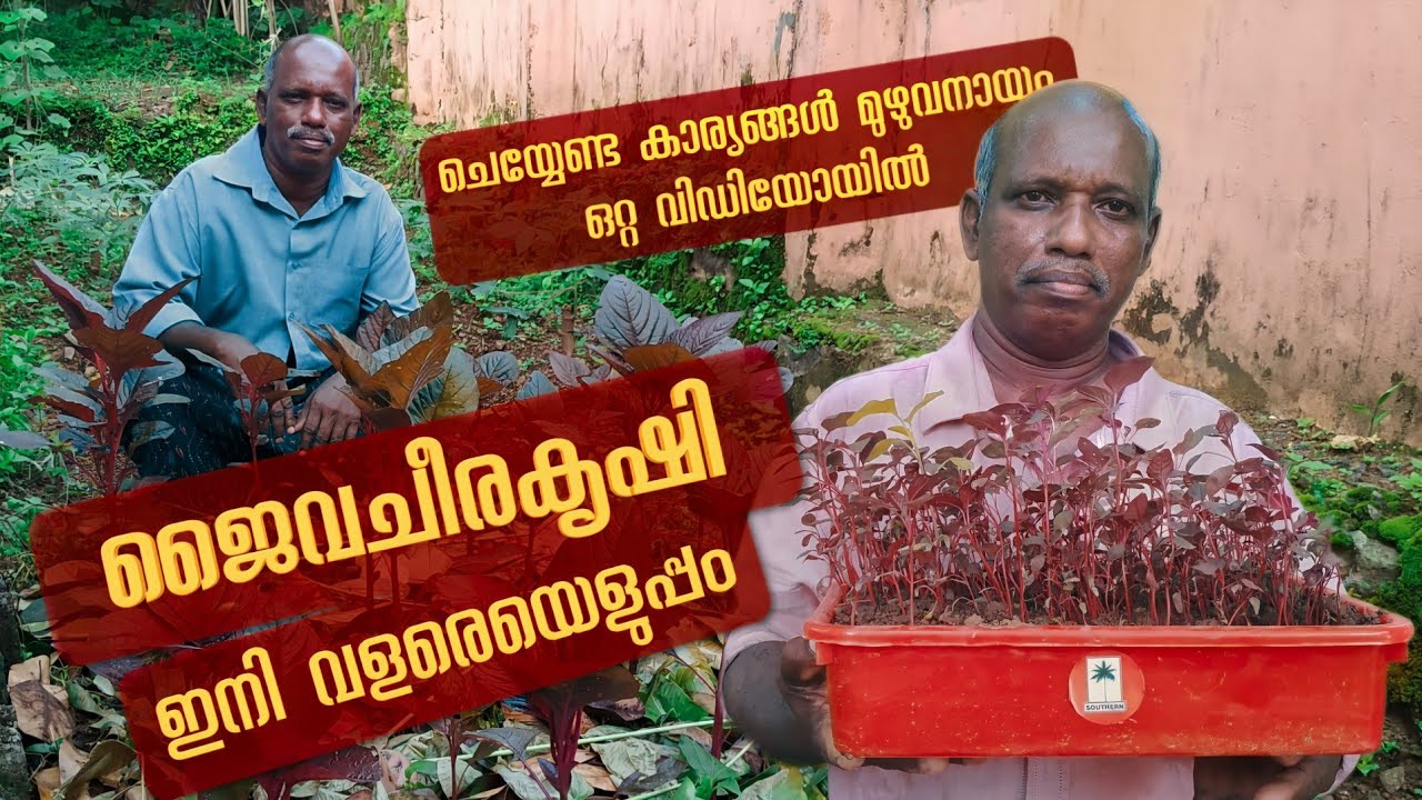 ജൈവ ചീരകൃഷി ഇനി വളരെയെളുപ്പം | ഒറ്റവീഡിയോയിൽ ചീര കൃഷി | Jaiva Cheera Krishi | Spinach Farming