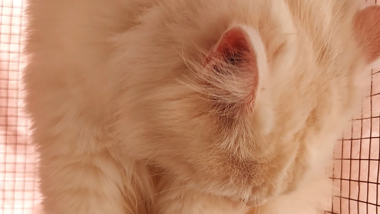 Paws and Tales is live!with MILO