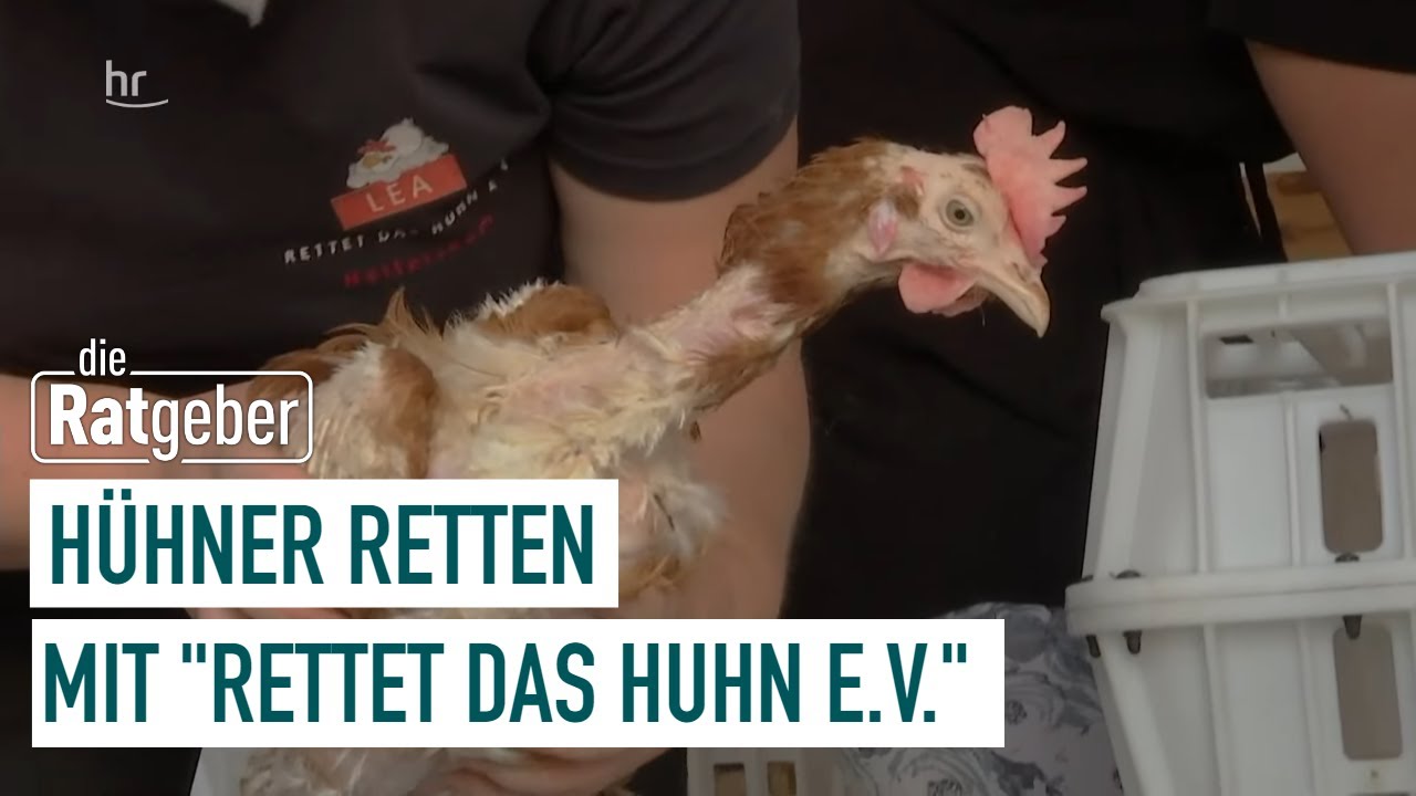 Hühner retten mit 