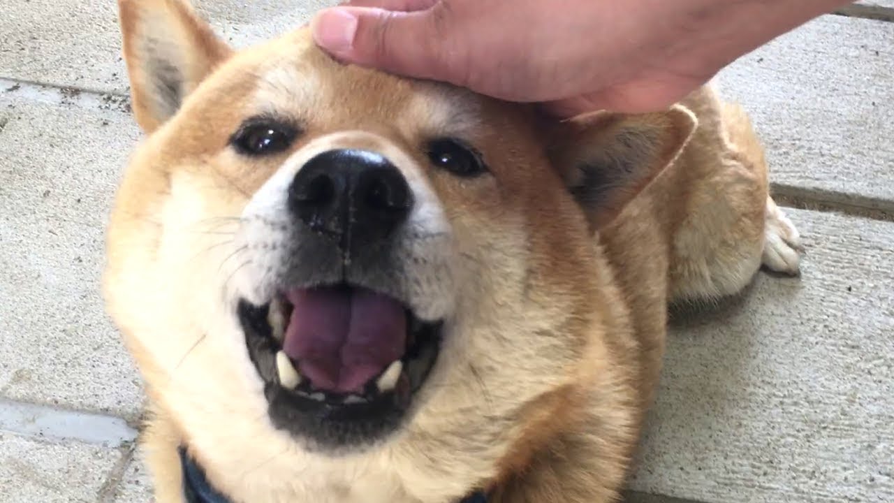 食べてたオヤツの存在を忘れてナデナデに夢中になる柴犬 Shibe is into pet his head  even while he is eating dog treats.