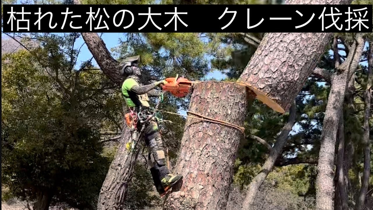 【大きな枯れ松】13トンラフター吊り切り　特殊伐採　Pine Removal