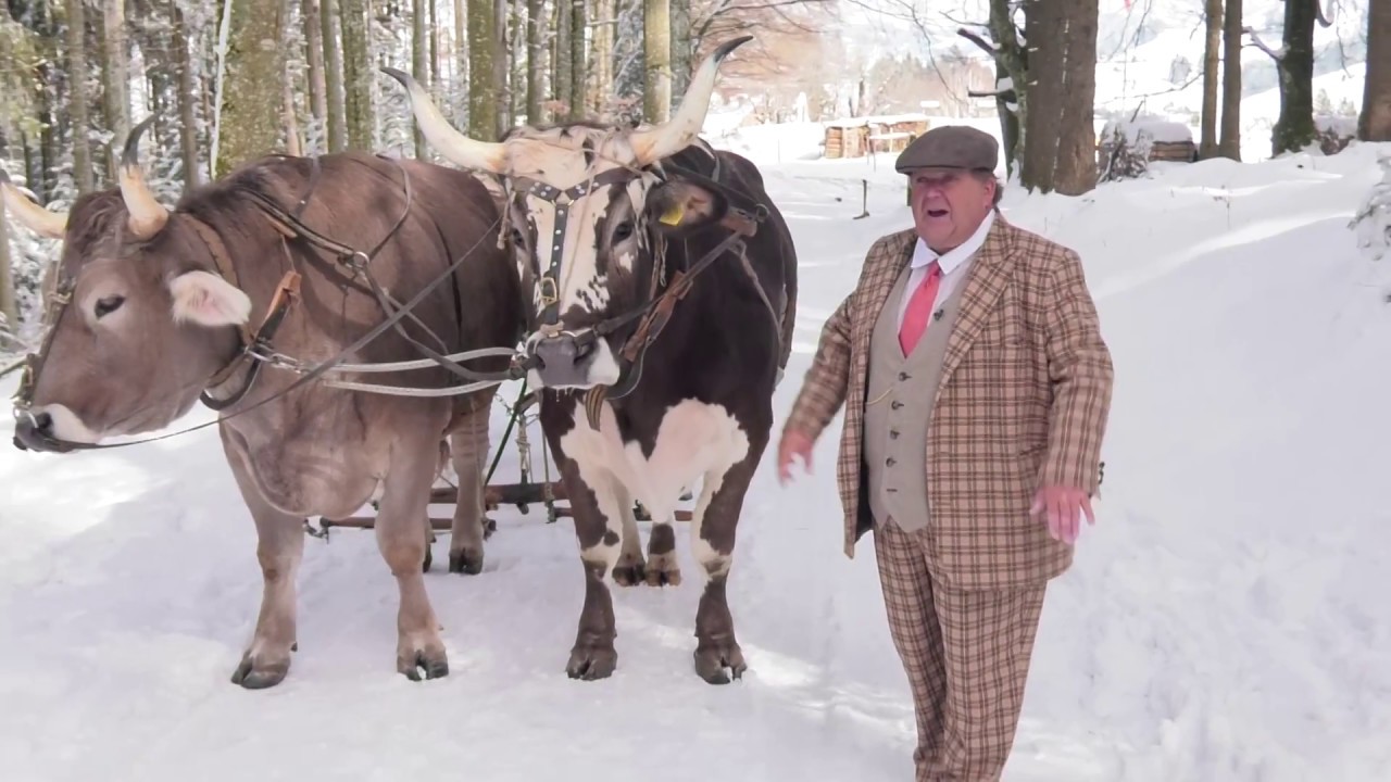 LEHRER MAX BÜNZLI UND SEINE (HORN)OCHSEN IM ANMARSCH .......