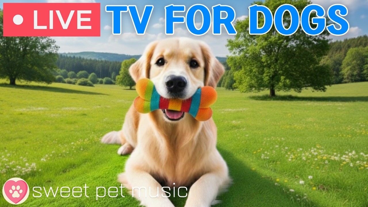 🔴24 Hours of Dog TV🎵🐶Calming Music for Dog Sleep🐶💕Soothing Dog Music for Stress and Anxiety Relief