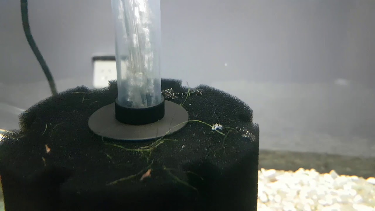 Peppermint Bristlenose babies