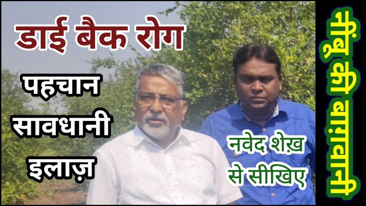 221. नींबू का डाईबैक रोग - नवेद शेख़ से जानिए इसकी पहचान, सावधानियां और ईलाज़ ।। Dieback in Lime