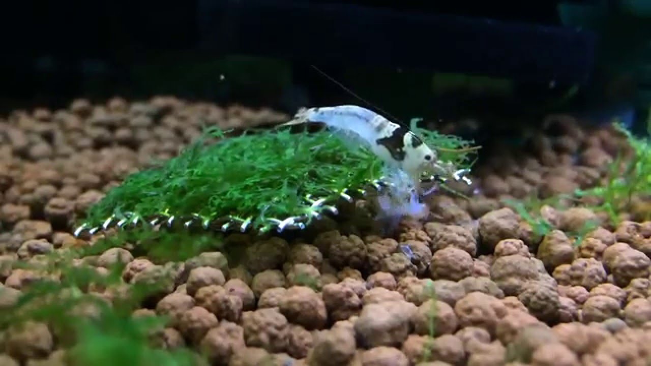 Pinto hybrid shrimp 