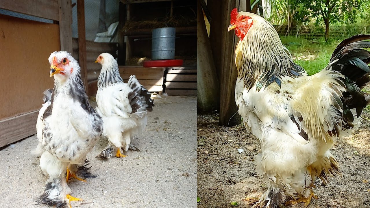 CRIAÇÃO DE BRAHMA LIGTH - GALINHA CHOCA / RECUPERAÇÃO DO FRANGUINHO