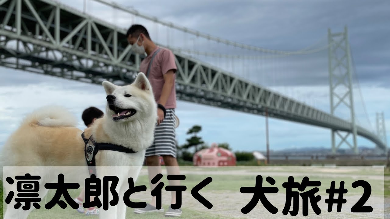【秋田犬と子供】秋田犬と2歳児と行く淡路島家族旅行②