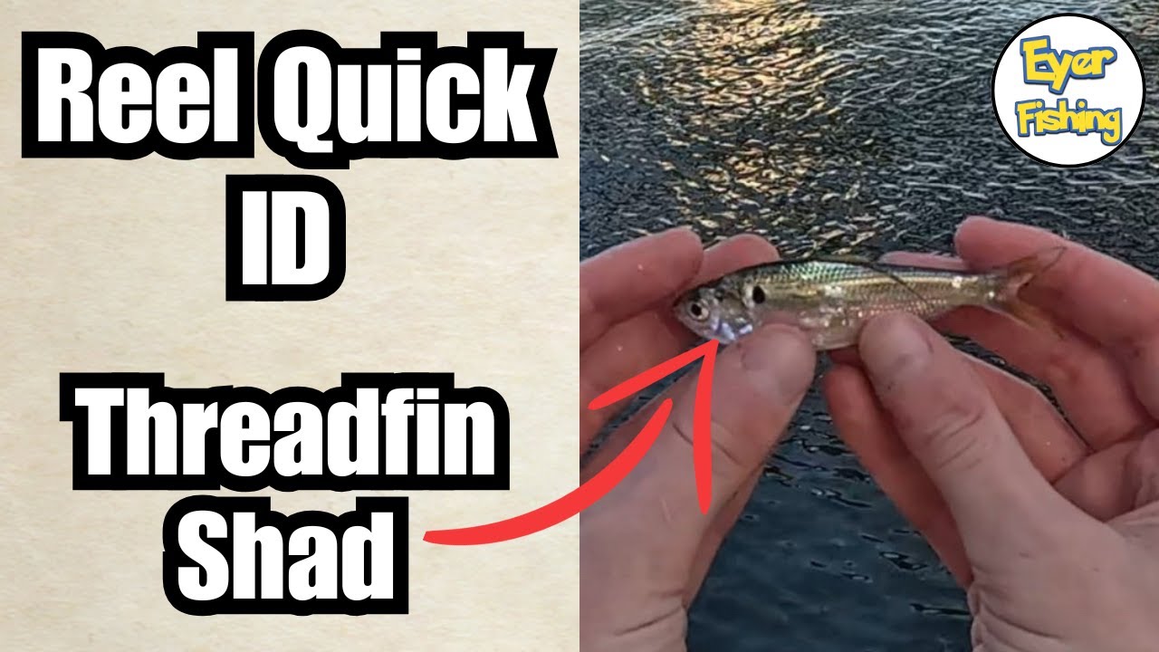 How to Identify Threadfin Shad (Dorosoma petenense) | Freshwater Fish ID