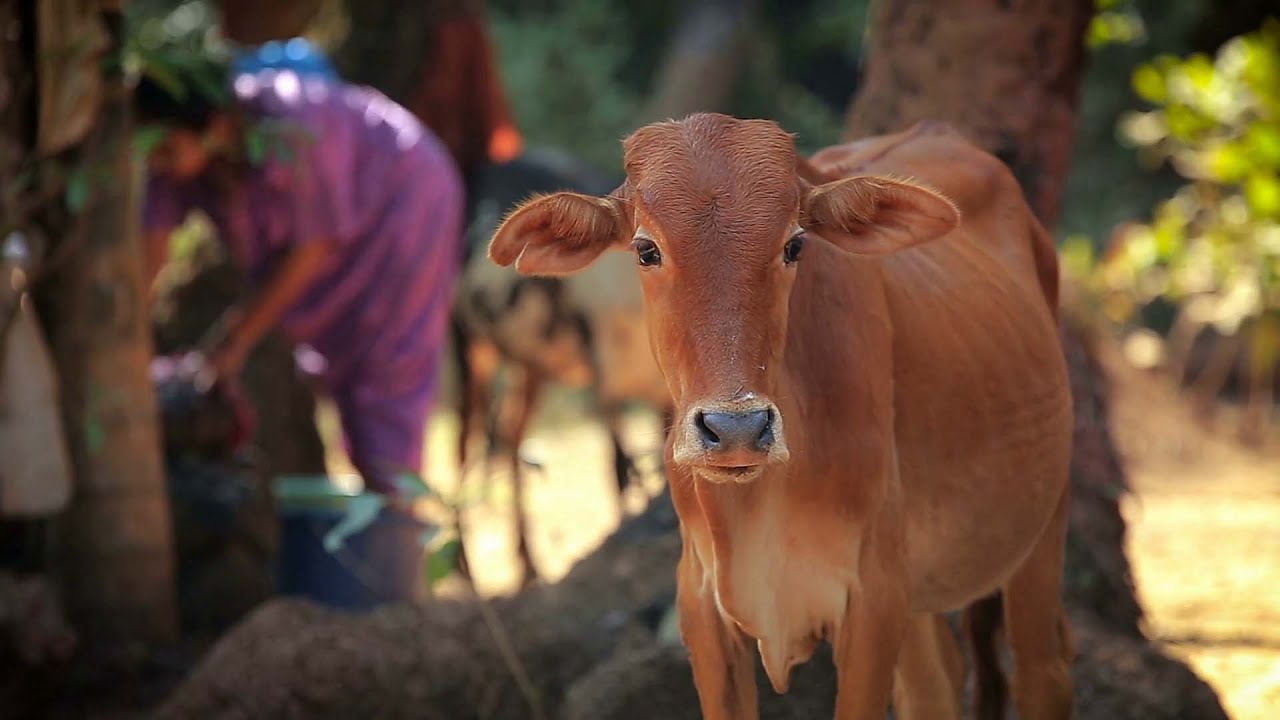 पाँच मोटी गाय - हिंदी में - Five Faty Cows - Hindi Rhymes - THE BEST Songs For Children