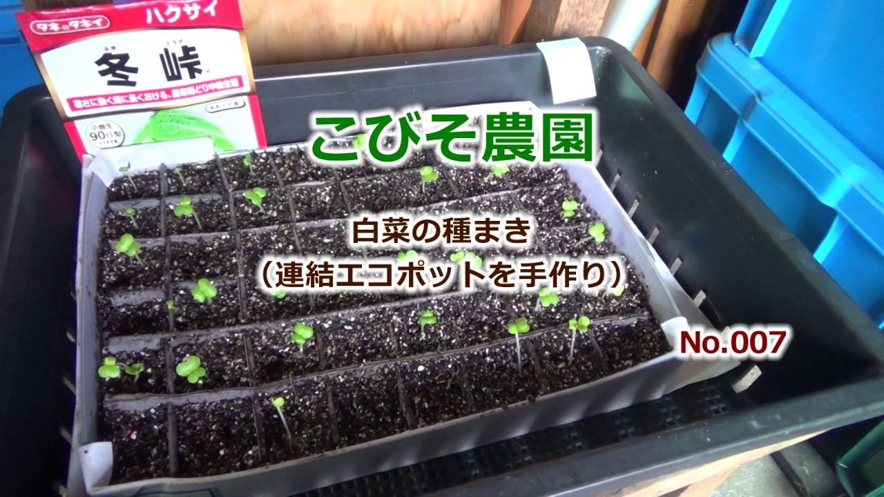 ＜家庭菜園＞白菜の種蒔エコポット　No,007