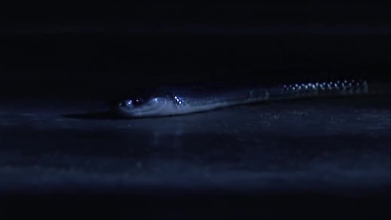 How an Indian Krait Snake can Kill you in your Sleep | BBC Earth